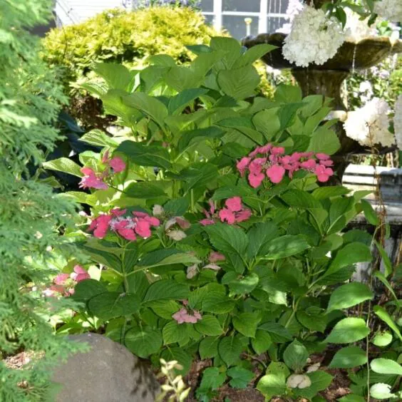 Cherry Explosion™ Hydrangea