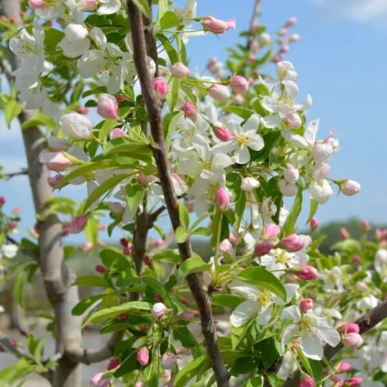 Sugar Tyme®Crabapple