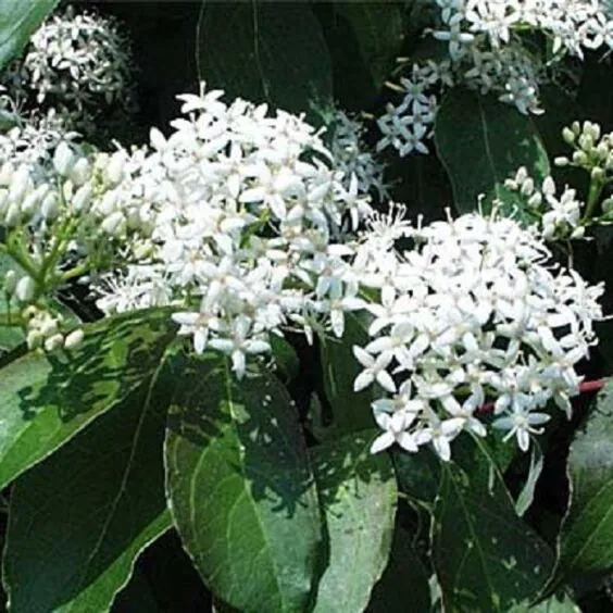 Gray Dogwood in bloom