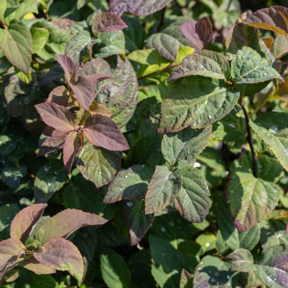 Double Play® Blue Kazoo® Spiraea