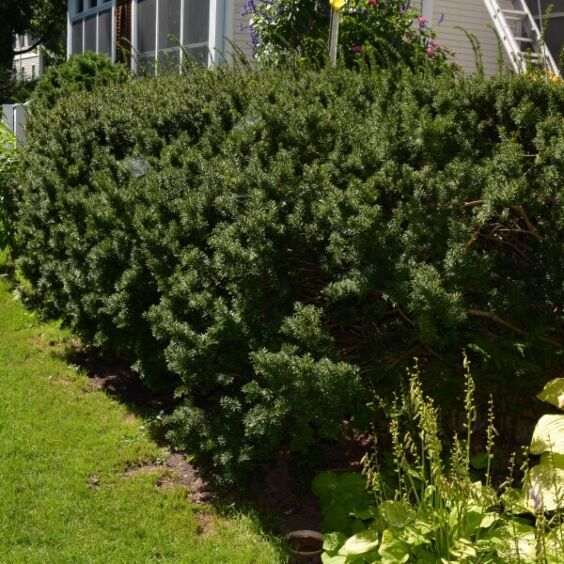 Dwarf Yew