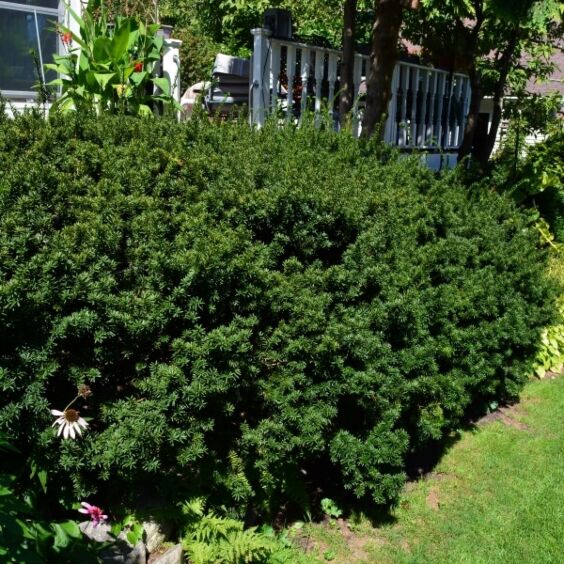 Dwarf Yew