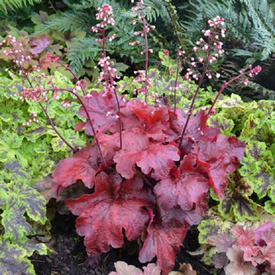 Fire Alarm Coral Bells