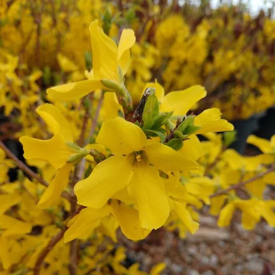 Fiesta Forsythia Fiesta Forsythia