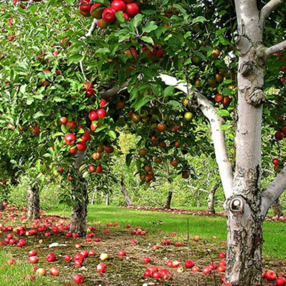 Semi-Dwarf Freedom Apple
