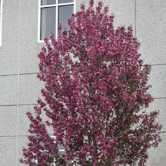 Gladiator® Crabapple