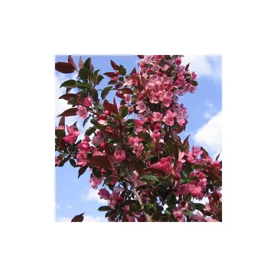Gladiator® Crabapple Gladiator® Crabapple
