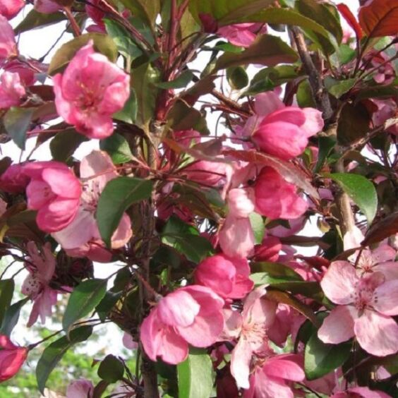 Gladiator® Crabapple