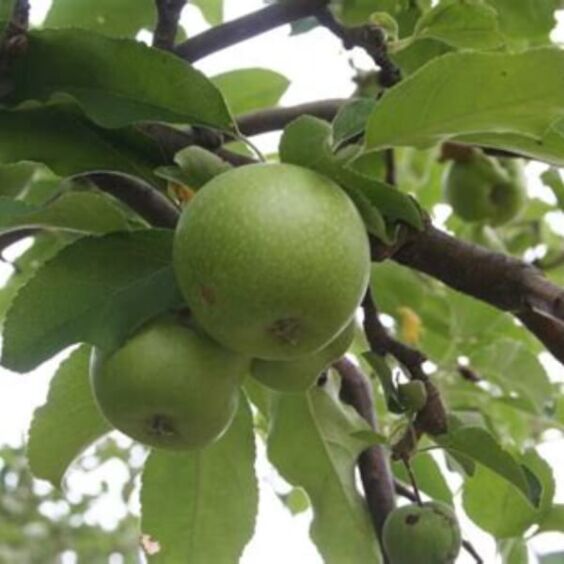 Semi-Dwarf Granny Smith Apple