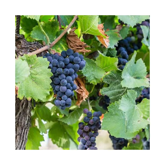 Concord Seedless Grape Concord Seedless Grape