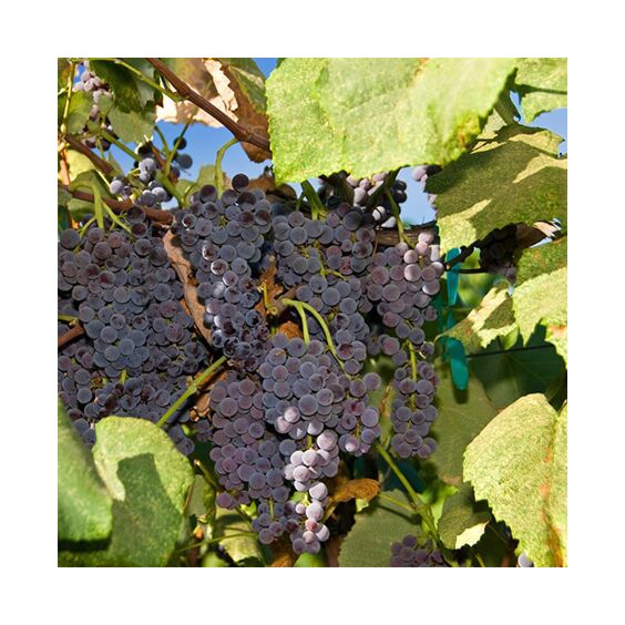 Concord Seedless Grape