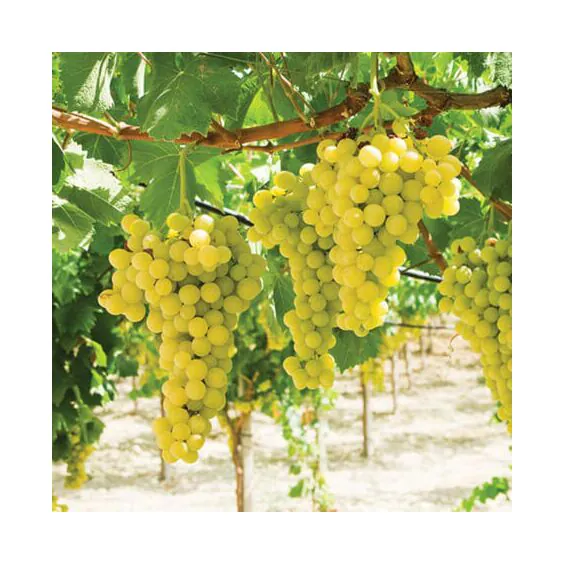 Lakemont Seedless Grape Lakemont Seedless Grape
