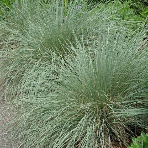 Blue Oat Grass clump Blue Oat Grass clump