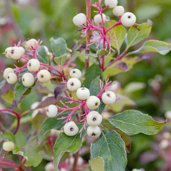 Gray Dogwood fruits