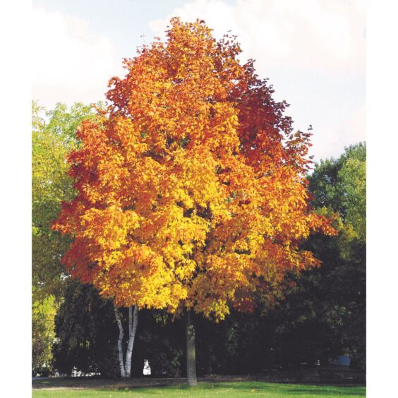 Green Mountain® Maple