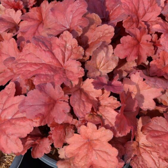 Fire Alarm Coral Bells