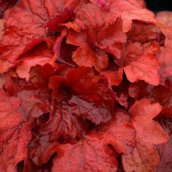 Fire Alarm Coral Bells