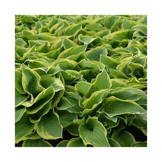 Wide Brim Hosta Wide Brim Hosta