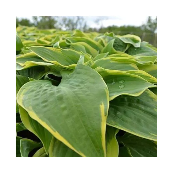 Wide Brim Hosta