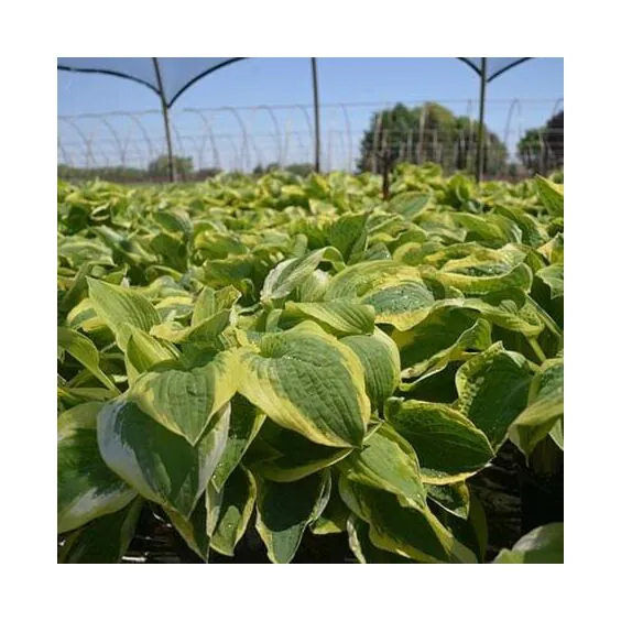 Wide Brim Hosta