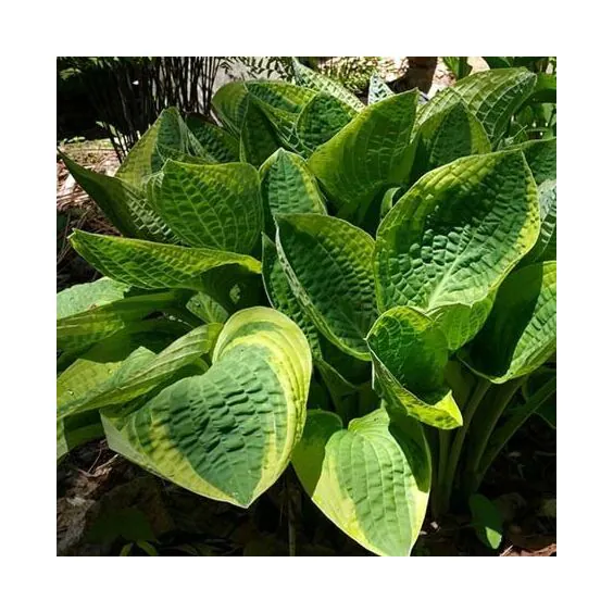Wide Brim Hosta