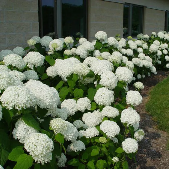 Annabelle Hydrangea Annabelle Hydrangea