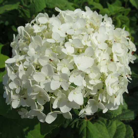 Annabelle Hydrangea