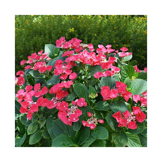 Cherry Explosion™ Hydrangea Cherry Explosion™ Hydrangea