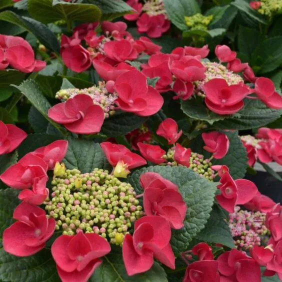 Cherry Explosion™ Hydrangea