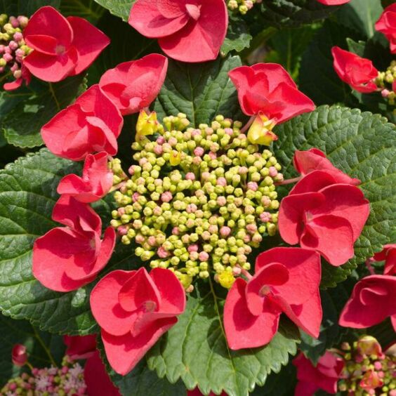 Cherry Explosion™ Hydrangea