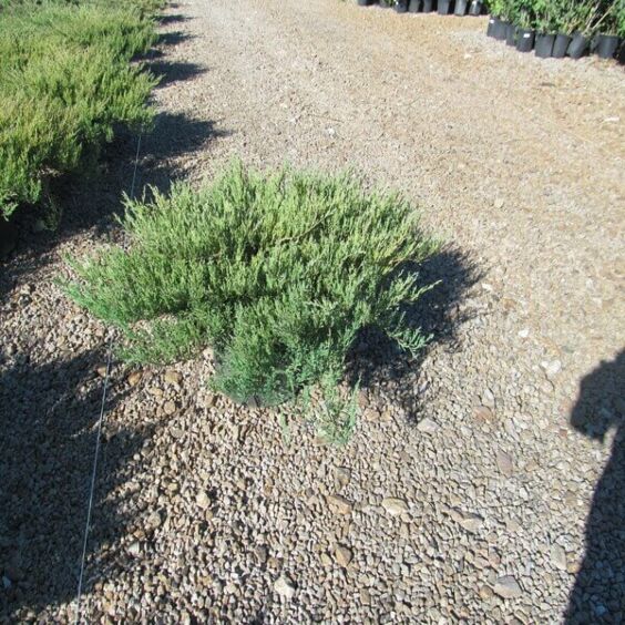 Andorra Juniper