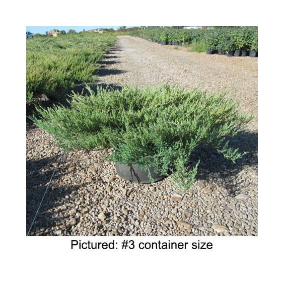 Andorra Juniper