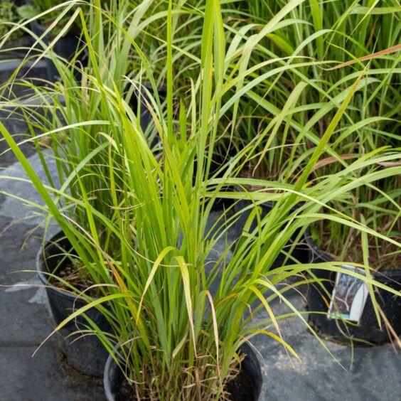 Korean Feather Reed Early Summer