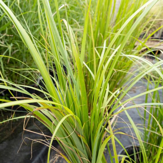 Korean Feather Reed Grass