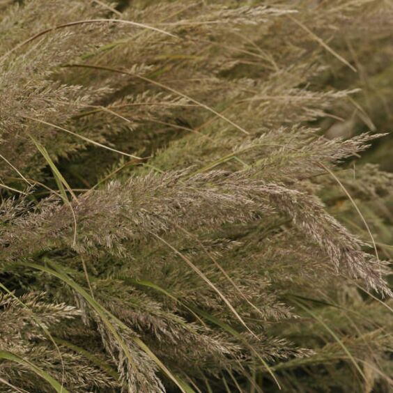Korean Feather Reed Grass Closeup