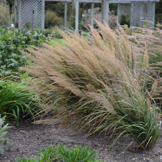 Korean Feather Reed Grass Movement