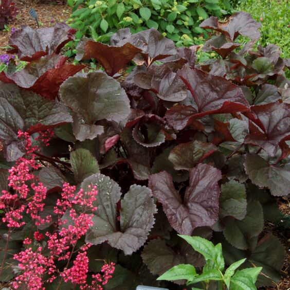 Britt-Marie Crawford Leopard Plant