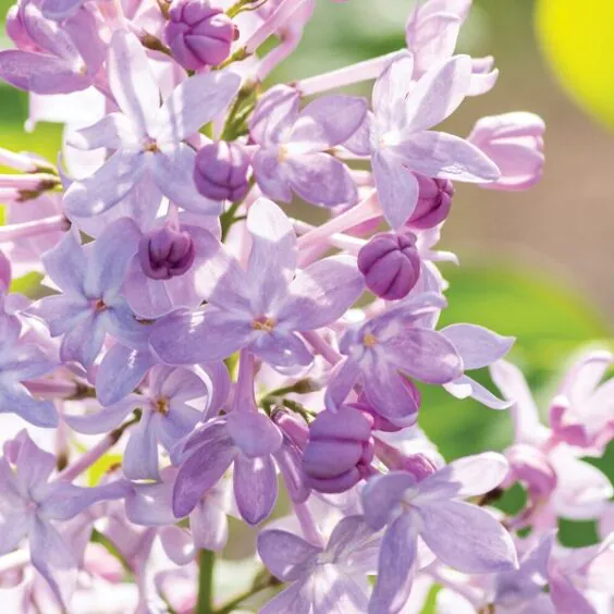 New Age Lavender Lilac New Age Lavender Lilac