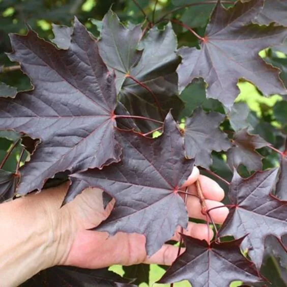 Crimson King Norway Maple