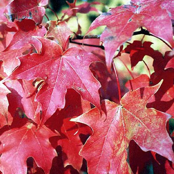 Green Mountain® Maple