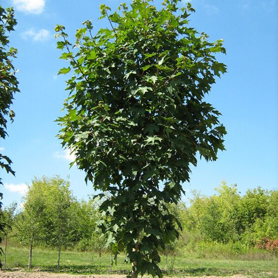 Green Mountain® Maple