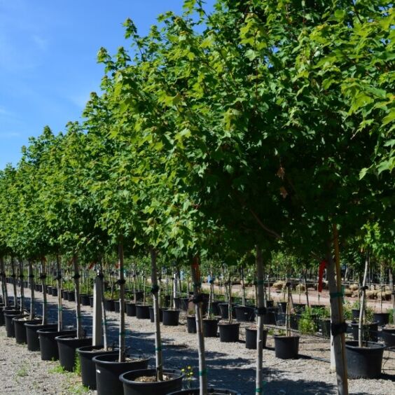 Redpointe® Maple