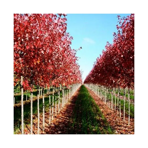Redpointe® Maple Redpointe® Maple