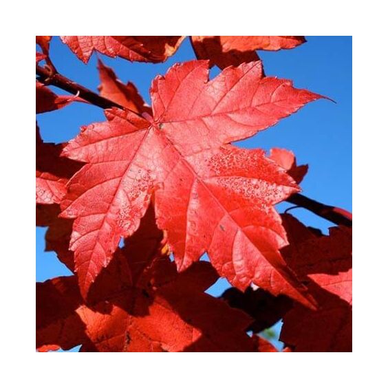 Redpointe® Maple