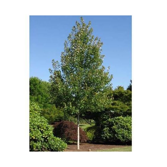 Redpointe® Maple