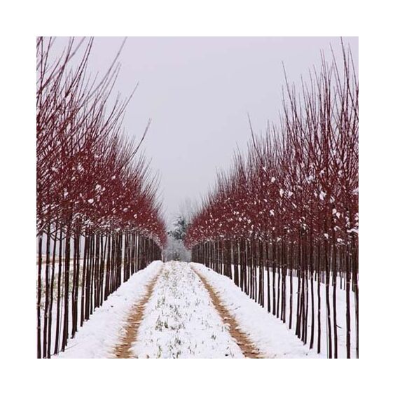 Redpointe® Maple