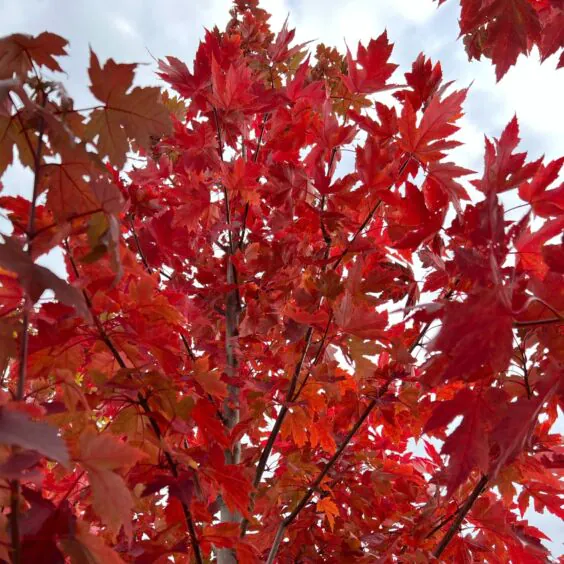 Satisfaction Maple Satisfaction Maple