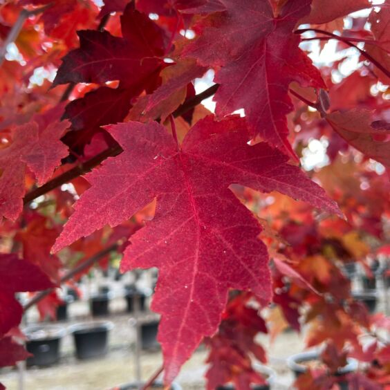 Satisfaction Maple