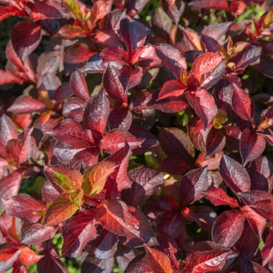 Midnight Sun™ Weigela