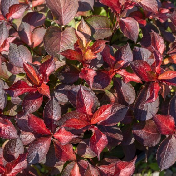 Midnight Sun™ Weigela